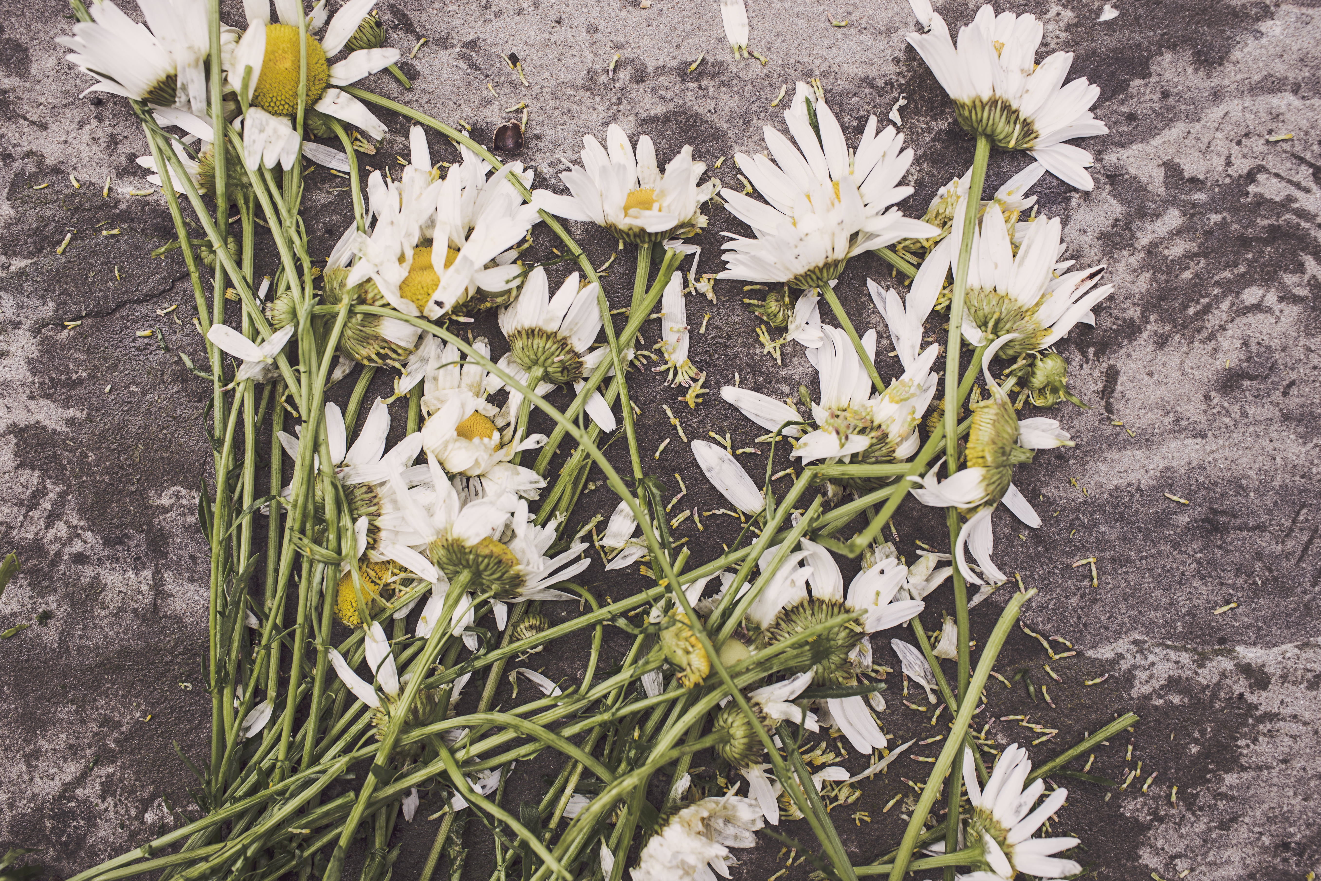 Preserving the Memories of the Holocaust